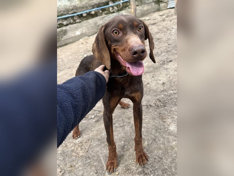 Franky, geb. ca. 03/2024, lebt in GRIECHENLAND, auf einer privaten Pflegestelle