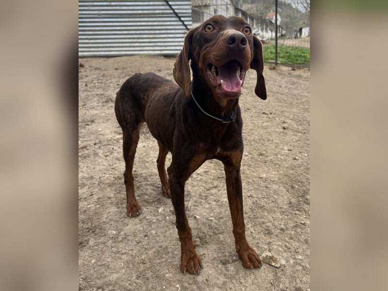 Franky, geb. ca. 03/2024, lebt in GRIECHENLAND, auf einer privaten Pflegestelle