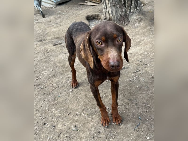 Franky, geb. ca. 03/2024, lebt in GRIECHENLAND, auf einer privaten Pflegestelle