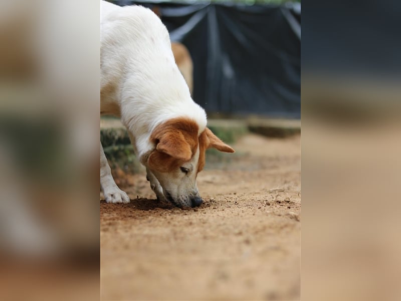 Kuschelmaus Khaleesi