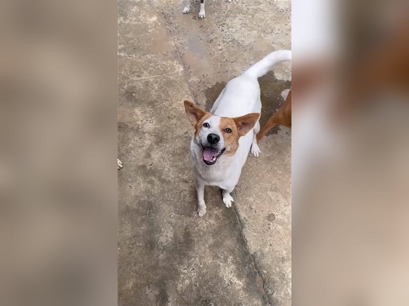 Kuschelmaus Khaleesi