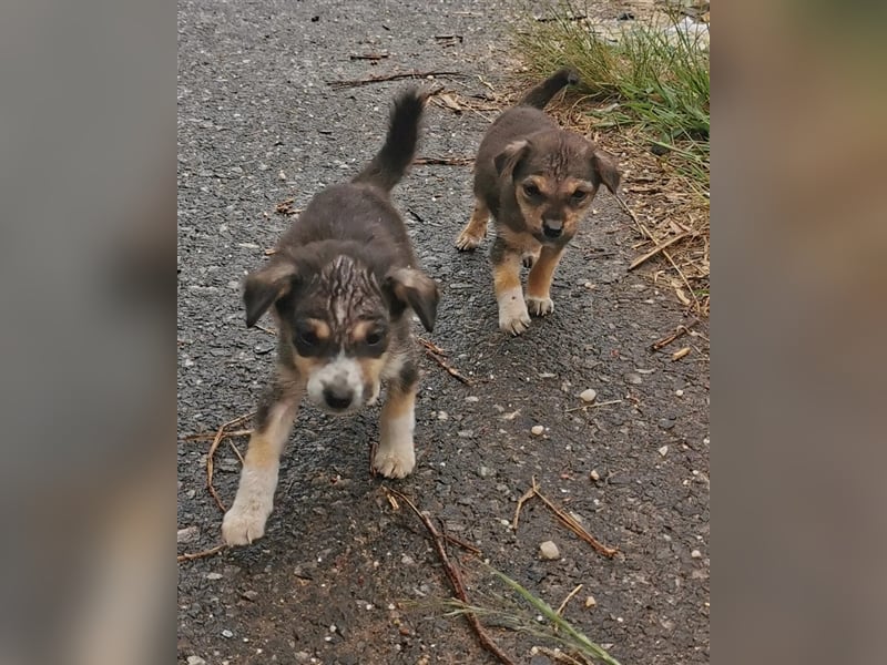 Twix und June, zwei Schwestern suchen jeweils ihr Zuhause 