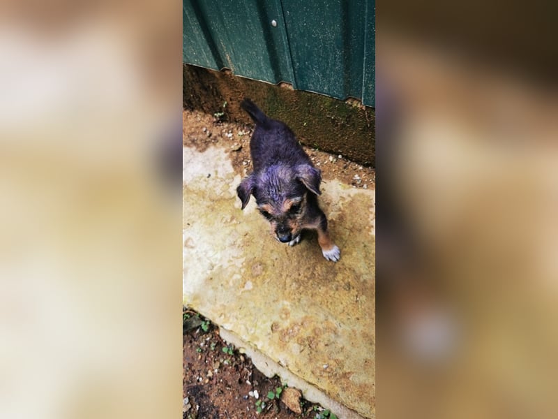 Twix und June, zwei Schwestern suchen jeweils ihr Zuhause 