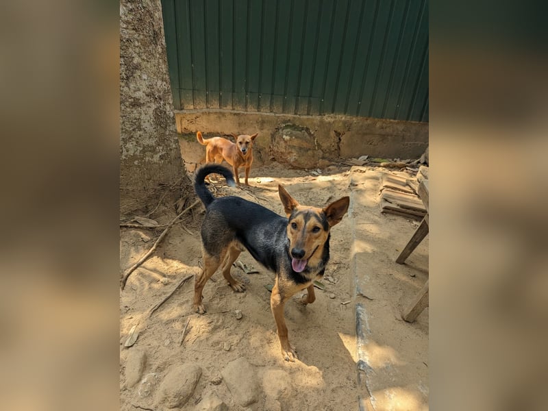 Eliya - der kluge und aktive Straßenüberlebende 