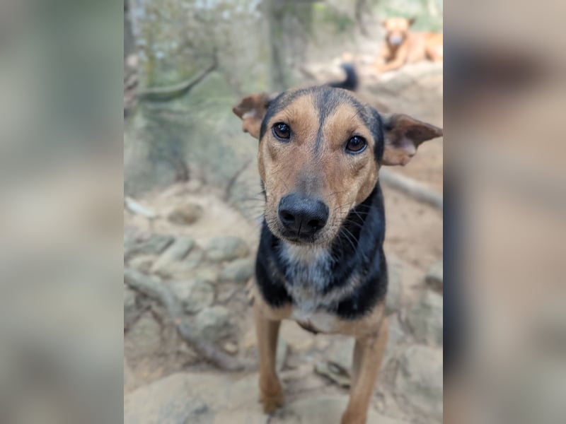 Eliya - der kluge und aktive Straßenüberlebende 