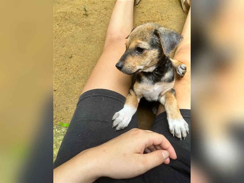 Twix und June, zwei Schwestern suchen jeweils ihr Zuhause 