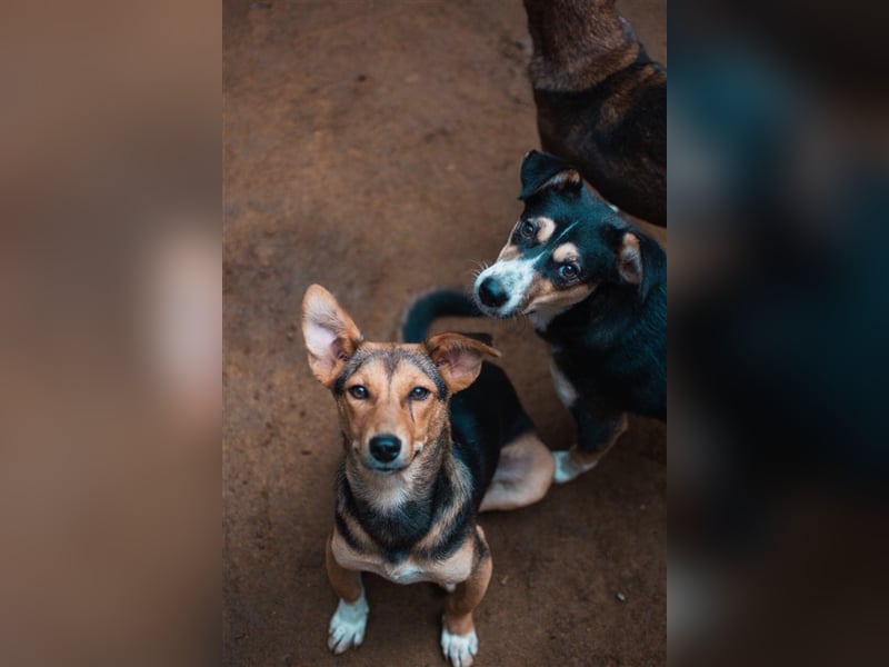 Twix und June, zwei Schwestern suchen jeweils ihr Zuhause 