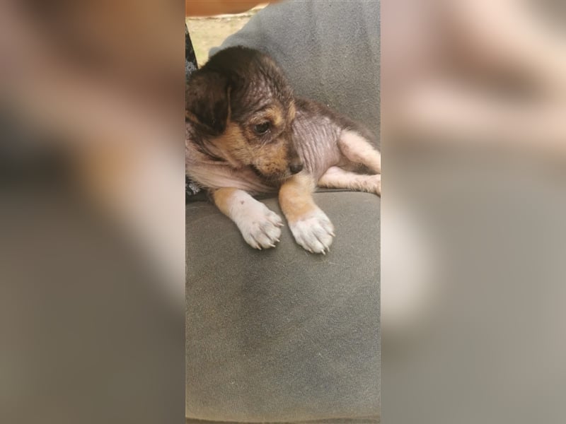 Twix und June, zwei Schwestern suchen jeweils ihr Zuhause 