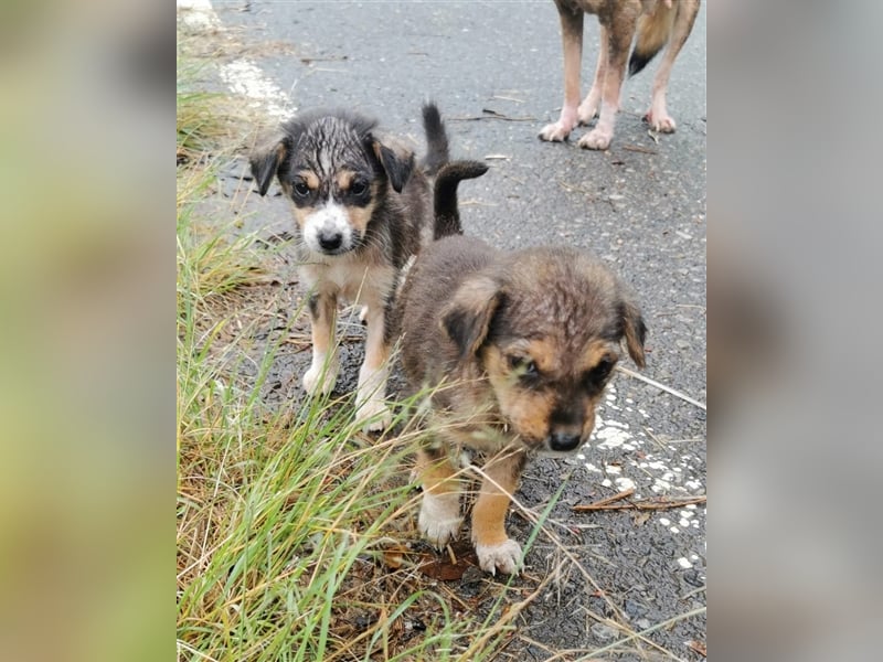 Twix und June, zwei Schwestern suchen jeweils ihr Zuhause 