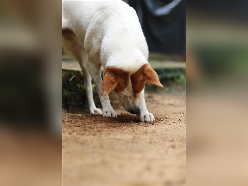 Kuschelmaus Khaleesi