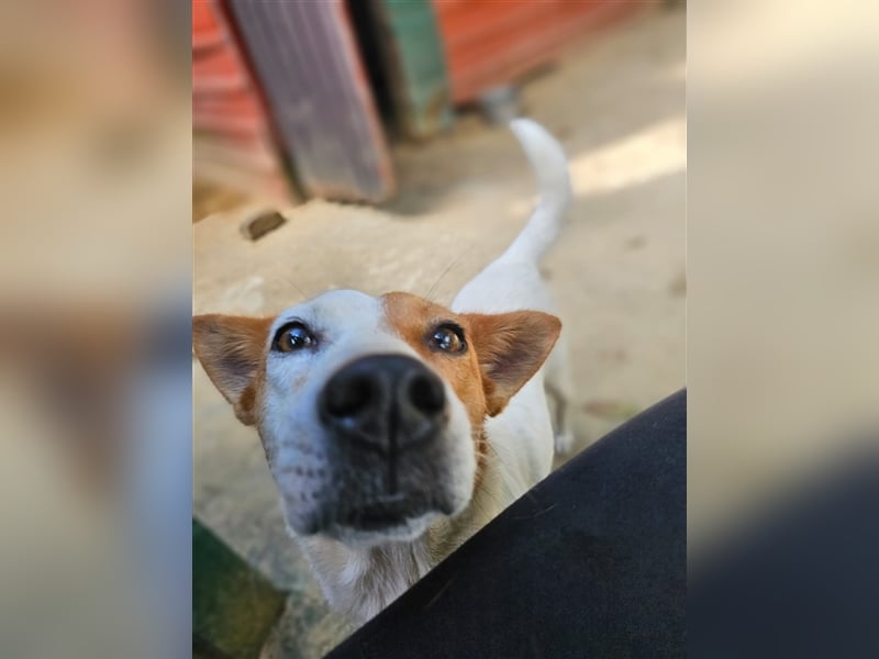 Kuschelmaus Khaleesi