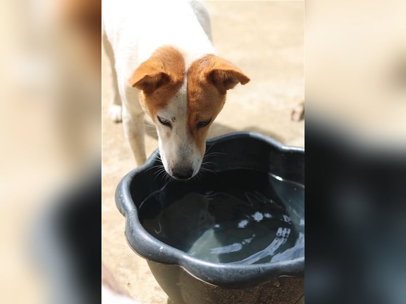 Kuschelmaus Khaleesi