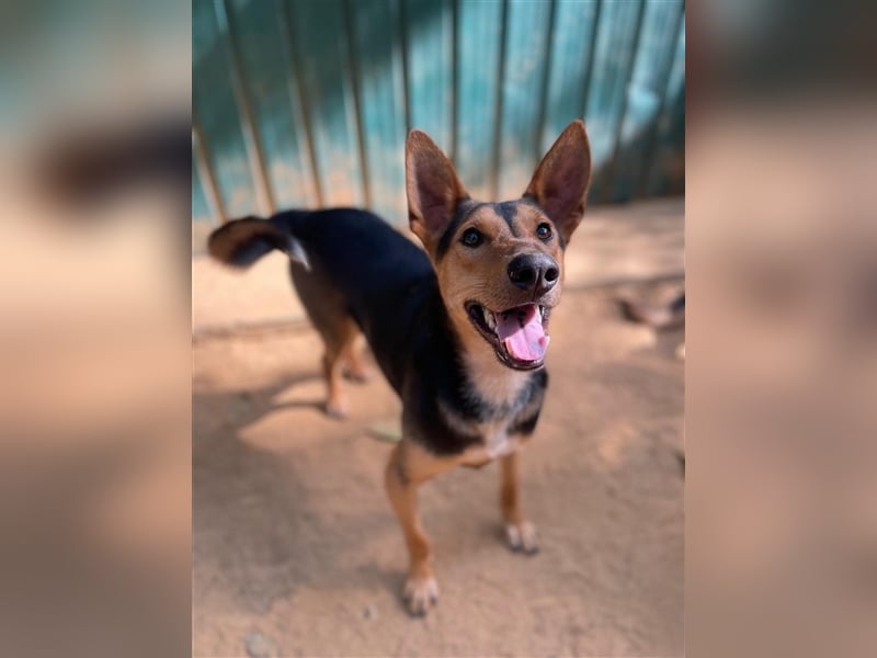 Eliya - der kluge und aktive Straßenüberlebende 