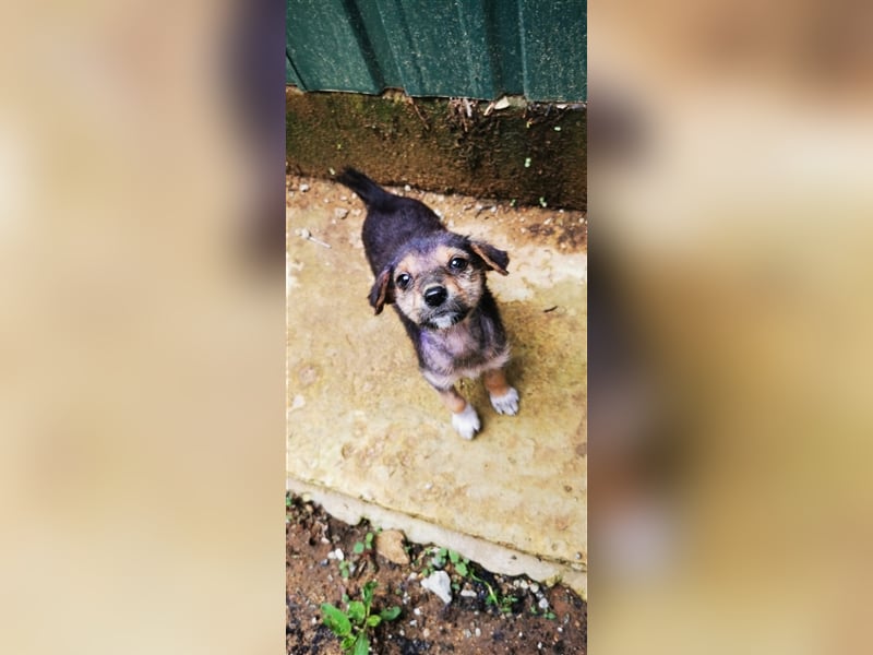 Twix und June, zwei Schwestern suchen jeweils ihr Zuhause 