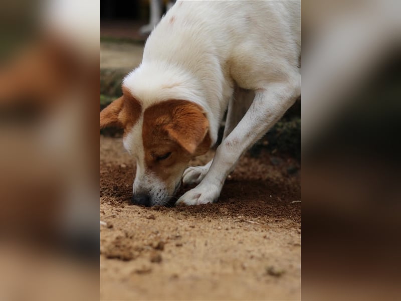 Kuschelmaus Khaleesi