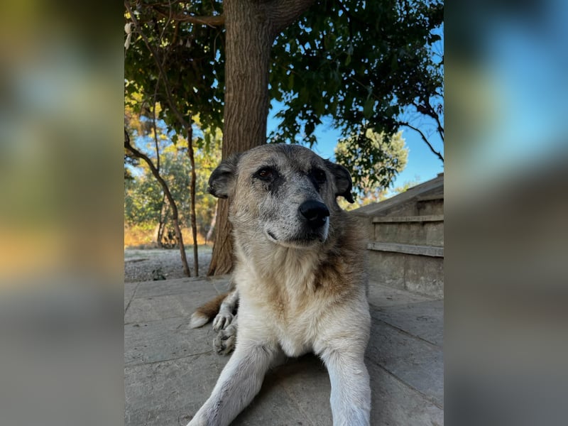 Unkomplizierte Hündin Kira sucht ein Zuhause