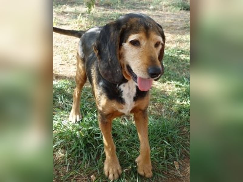 Kostas - eine sanfte Seele auf der Suche nach seinem Glück