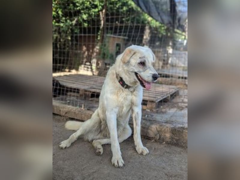 Freundlicher Kenny  sucht sein Glück