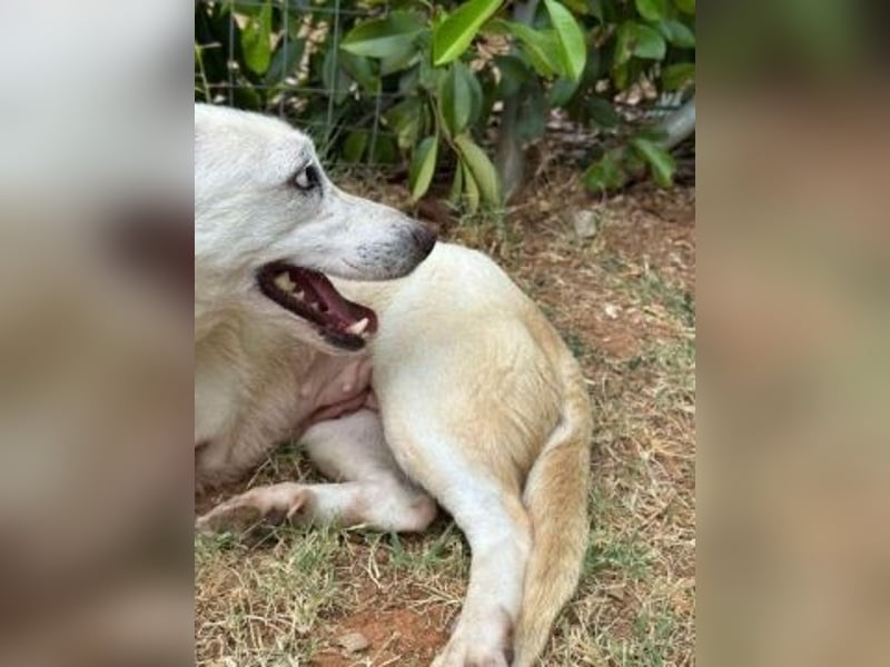 Freundliche Clara sucht ihr Für immer Zuhause