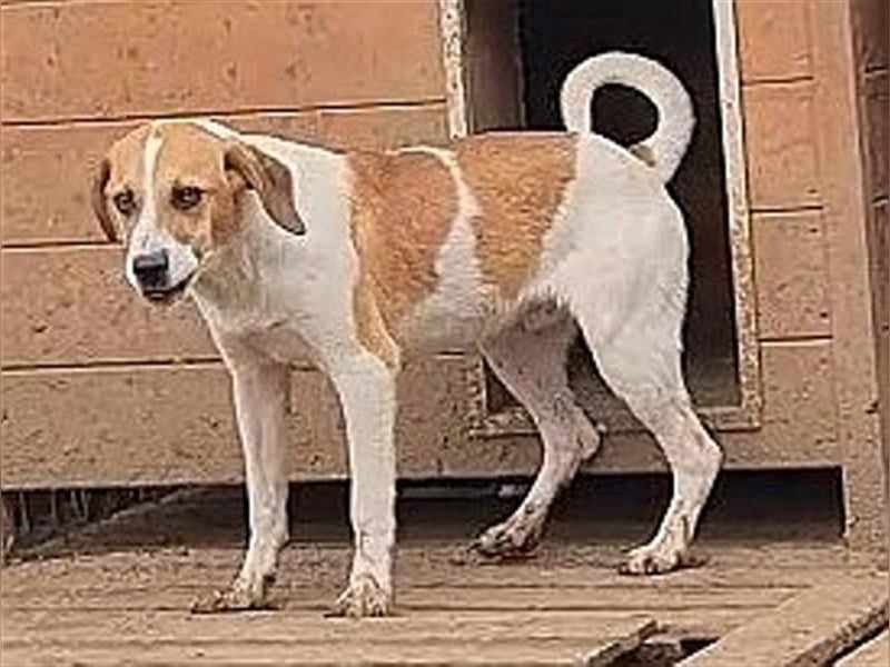 LEVI - zurückhaltender feiner Kerl sucht SEINE Menschen