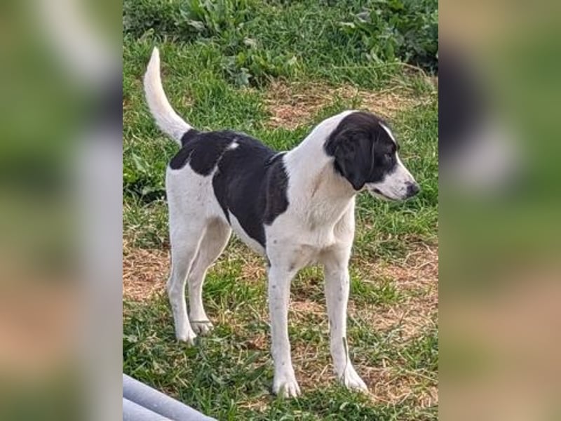 freundliche Lizy sucht ihre Menschen