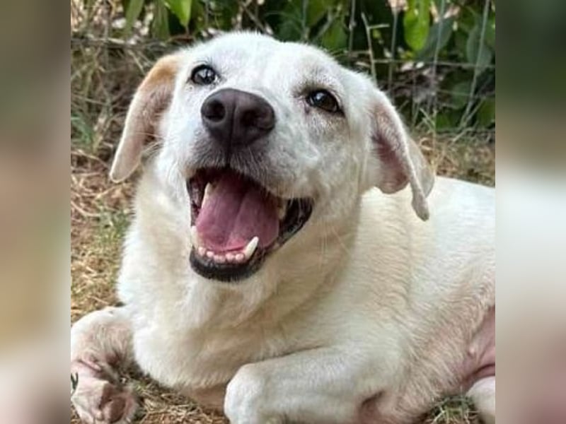 Freundliche Clara sucht ihr Für immer Zuhause