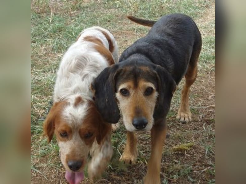 Kostas - eine sanfte Seele auf der Suche nach seinem Glück