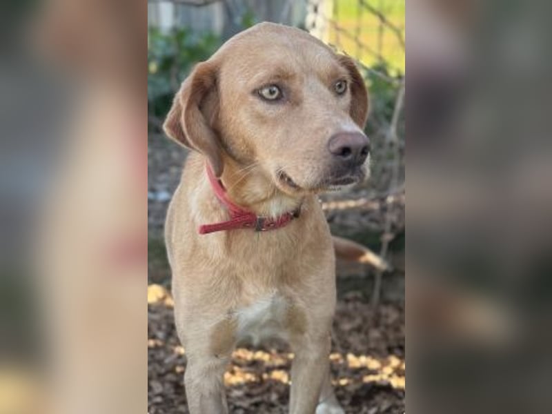 Gretel - lernbegierige schöne Junghündin