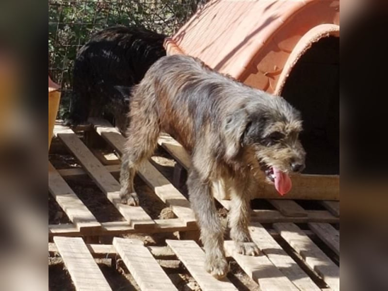 Fanis - wuscheliger Herzenshund