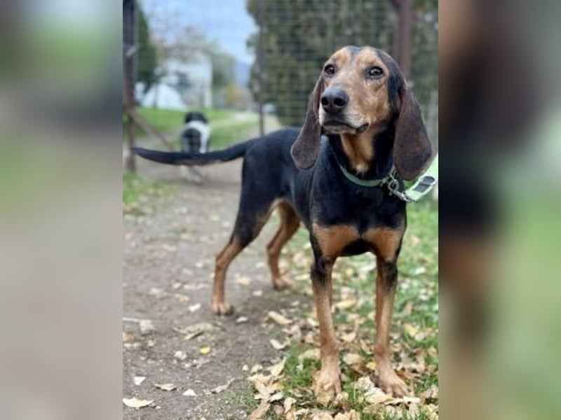 Sanfter Marco sucht sein Glück