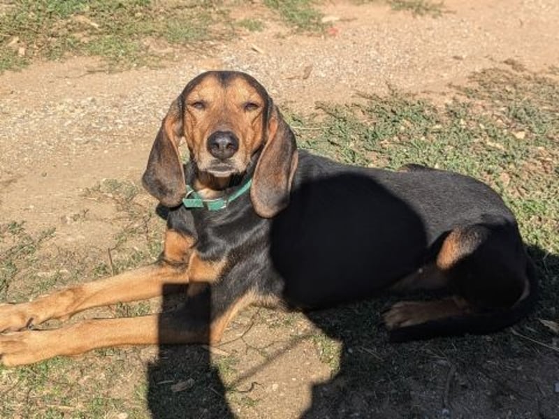 Sanfter Marco sucht sein Glück