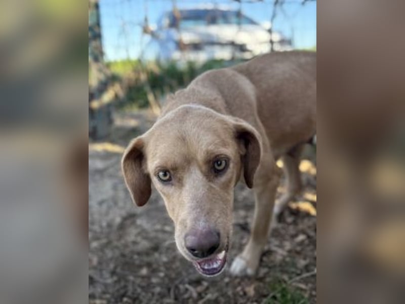 Gretel - lernbegierige schöne Junghündin