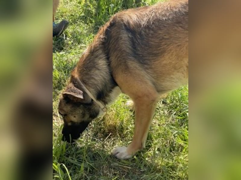 Zauberhafter Logan - sanfte zurückhaltende Seele