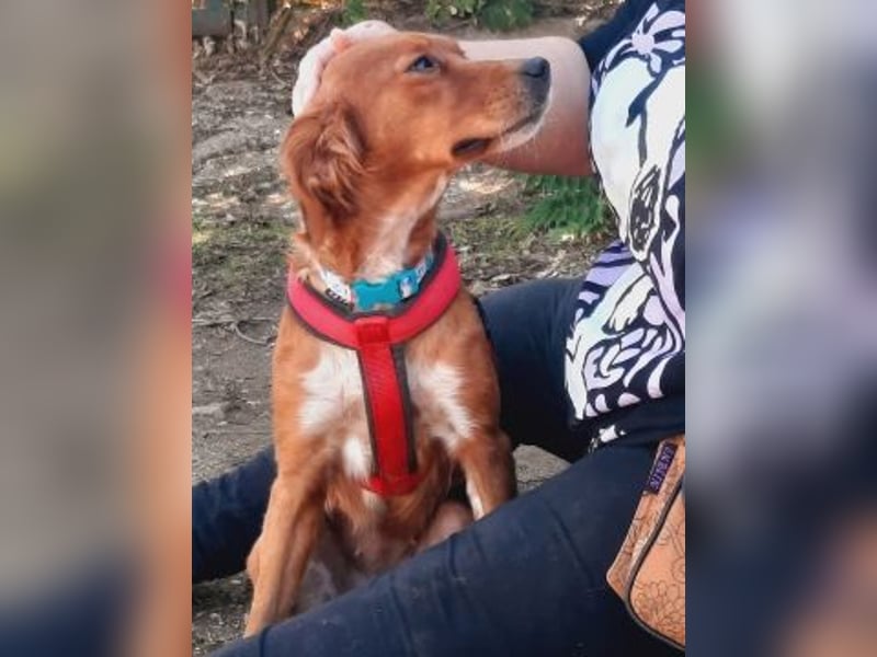 Sissi-charmante kleine Hundedame wartet auf ihr Glück