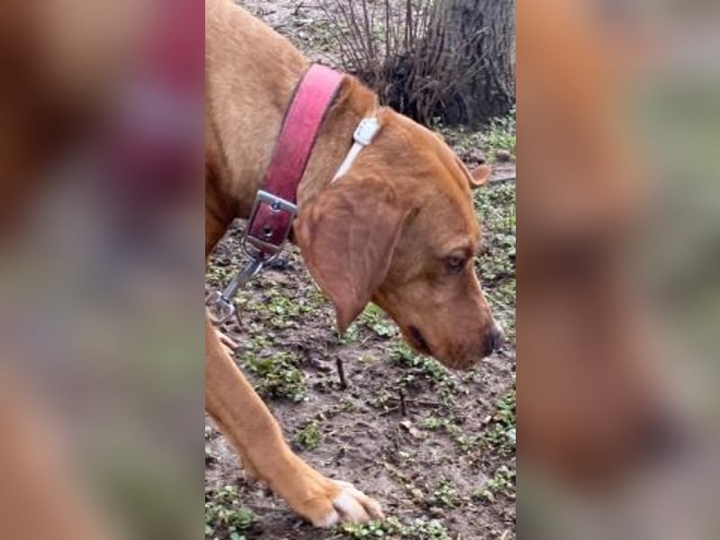 Toller verträglicher Manny - aufgeweckt aber lieb und verschmust