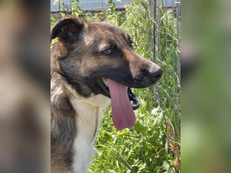 Zauberhafter Logan - sanfte zurückhaltende Seele