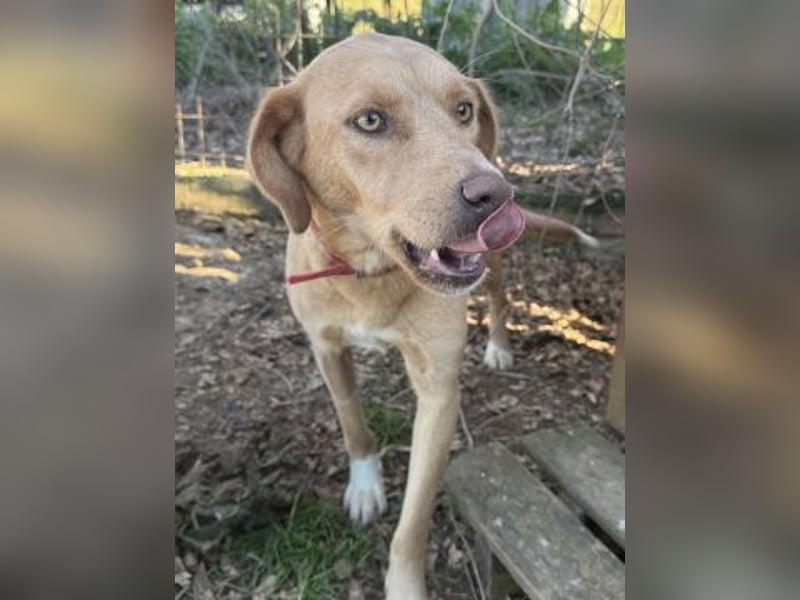 Gretel - lernbegierige schöne Junghündin