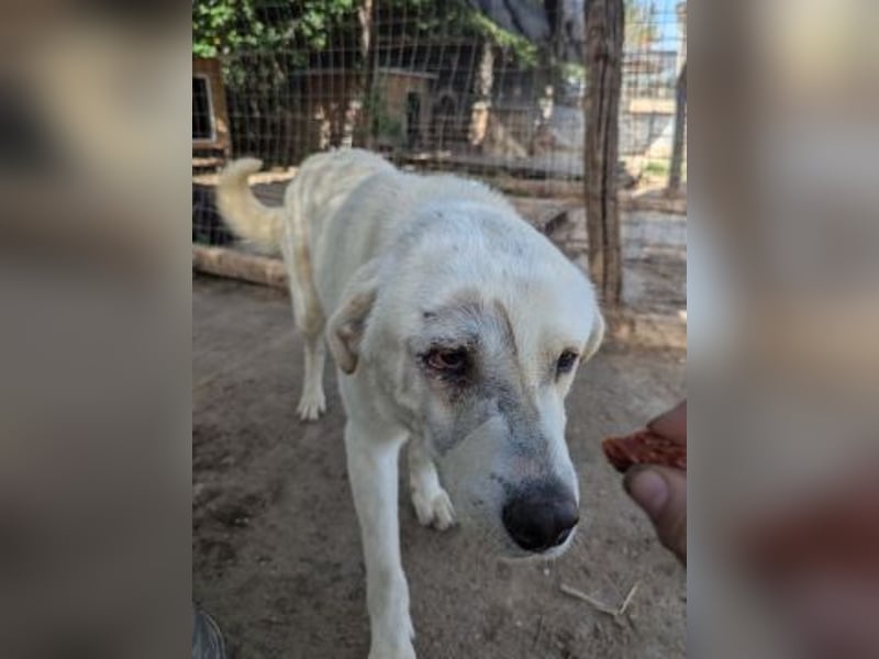 Freundlicher Kenny  sucht sein Glück