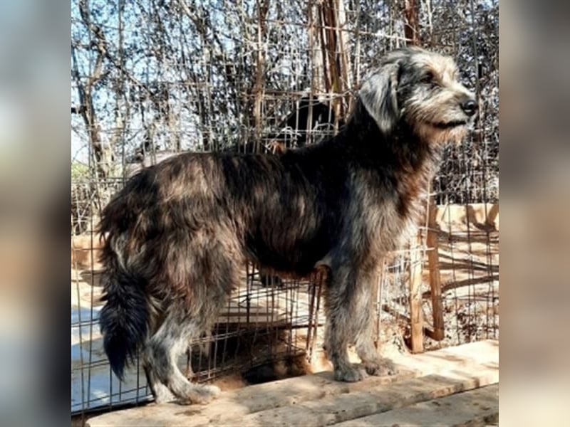 Fanis - wuscheliger Herzenshund