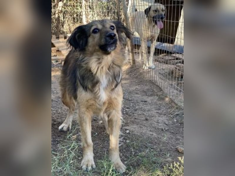 hübsche Zelda - Herzenshündin sucht ihre Menschen