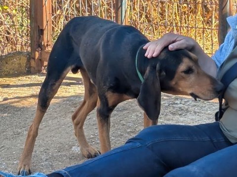 Sanfter Marco sucht sein Glück