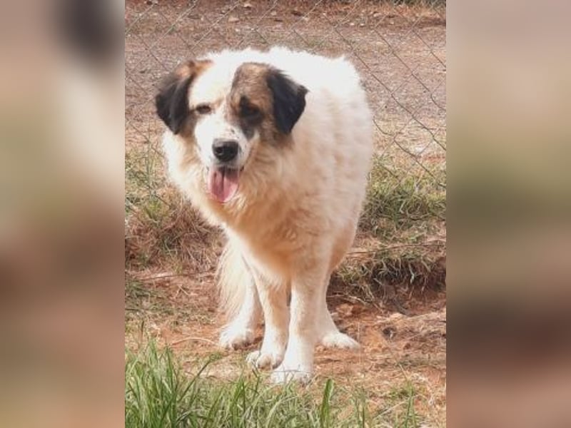 Anezia - feines, zurückhaltendes Hundemädchen