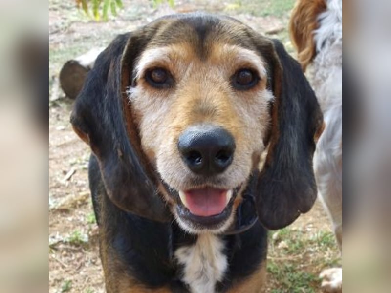 Kostas - eine sanfte Seele auf der Suche nach seinem Glück