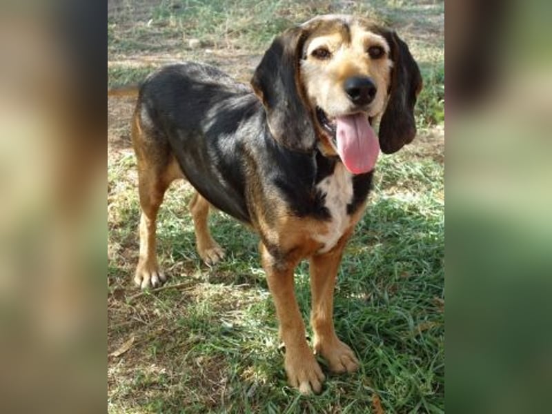 Kostas - eine sanfte Seele auf der Suche nach seinem Glück