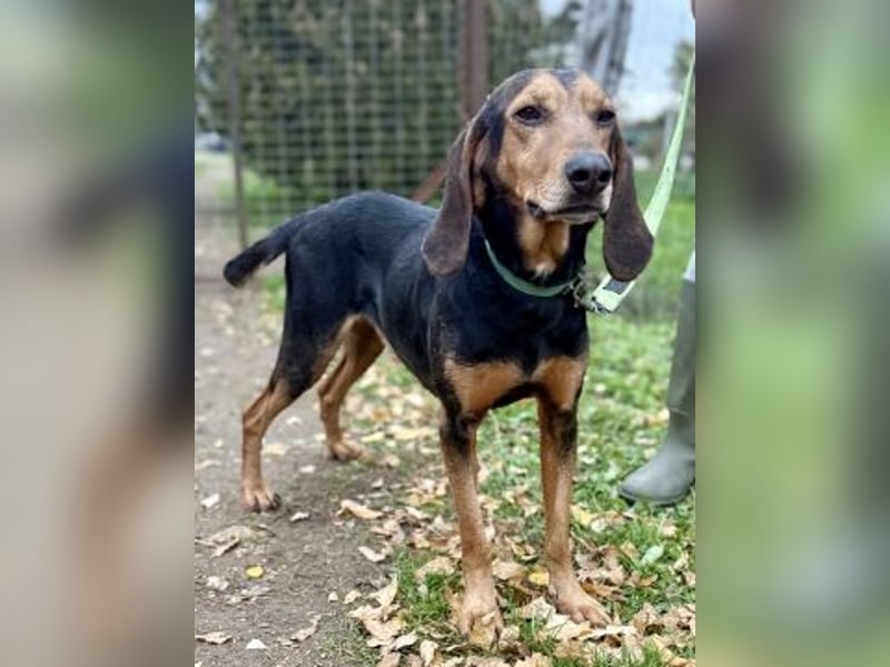 Sanfter Marco sucht sein Glück