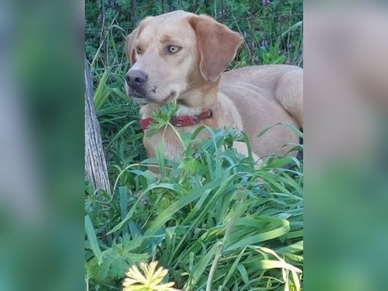 Gretel - lernbegierige schöne Junghündin