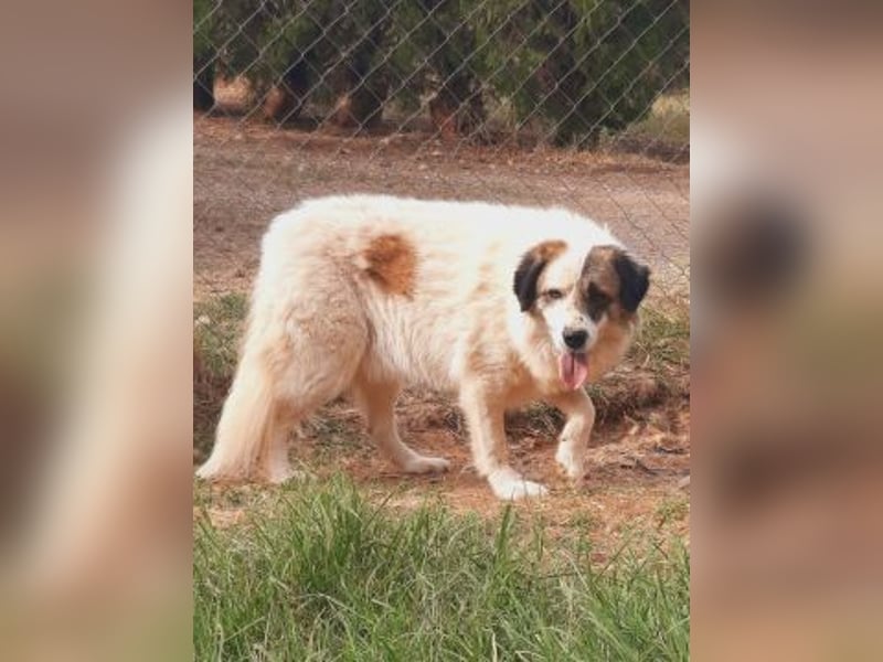 Anezia - feines, zurückhaltendes Hundemädchen