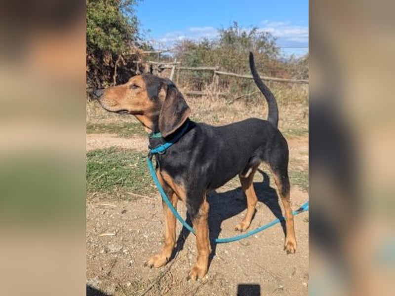 Sanfter Marco sucht sein Glück