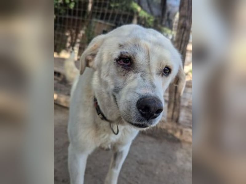 Freundlicher Kenny  sucht sein Glück