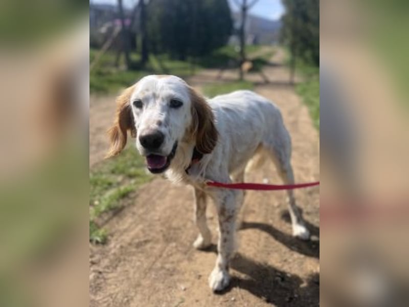 Bezaubernde Marilia sucht ihr Glück